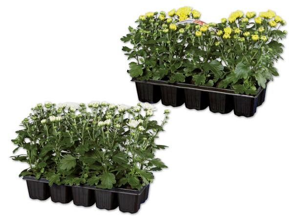 Chrysanthemen „Garden Mum" 10er Tray