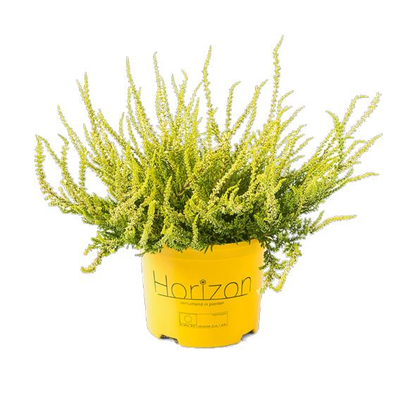 Heideplant