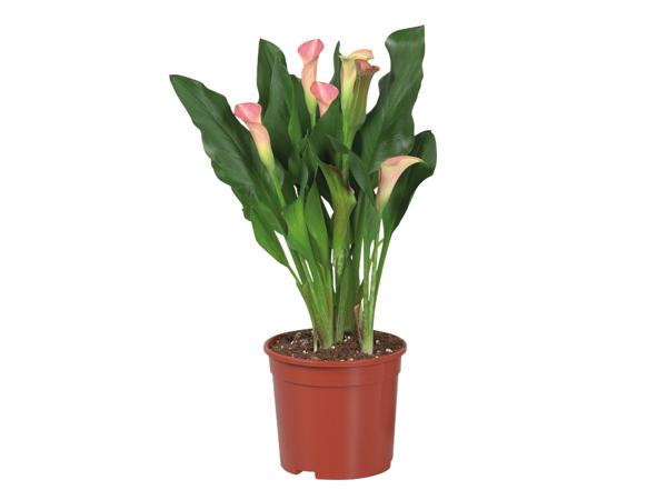 Calla Lilies1