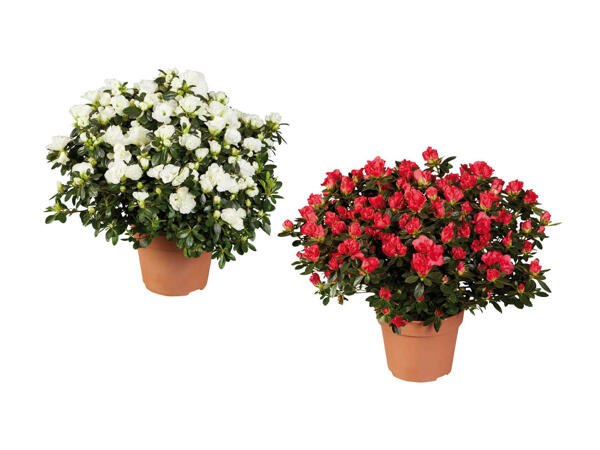 Azalea