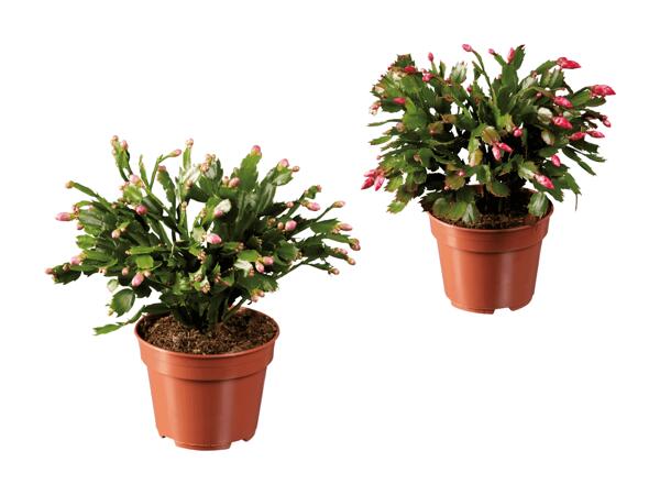 Schlumbergera XXL
