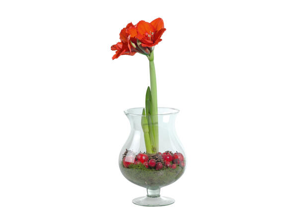 Amaryllis