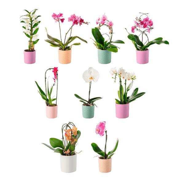 Orchidée