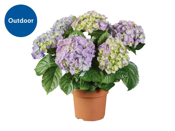 Hydrangea