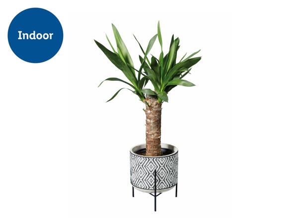 Easy Care Houseplants