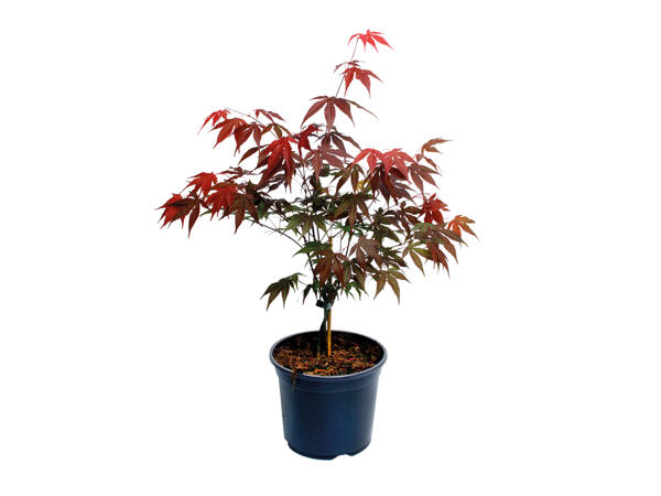Acer