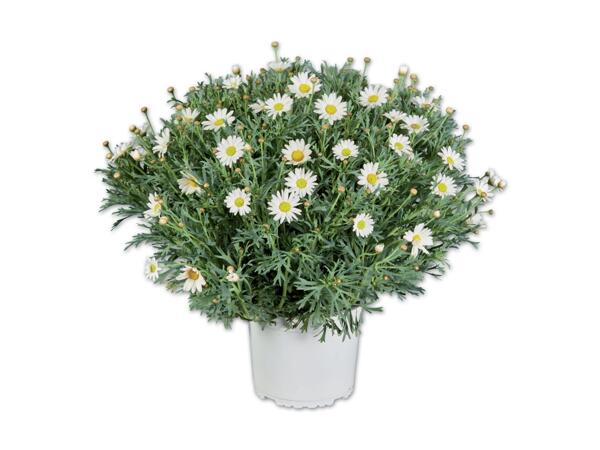 Margeritenbusch