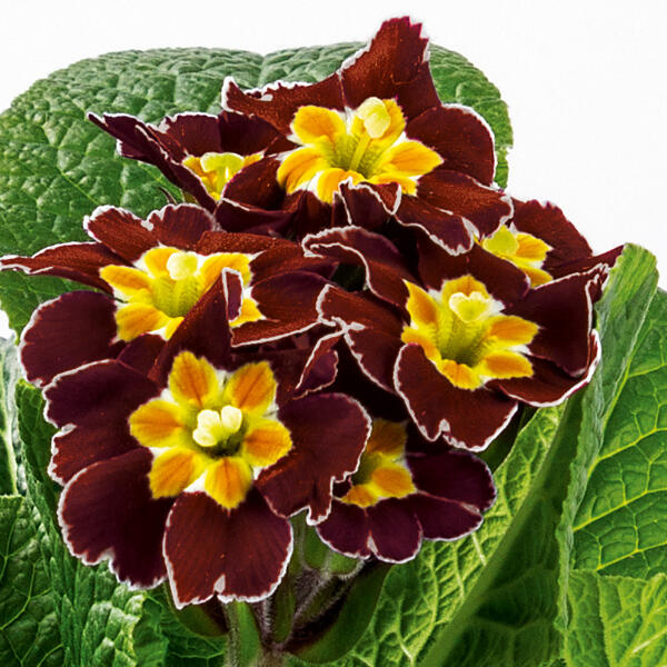 Schlüsselblume "Primula veris"