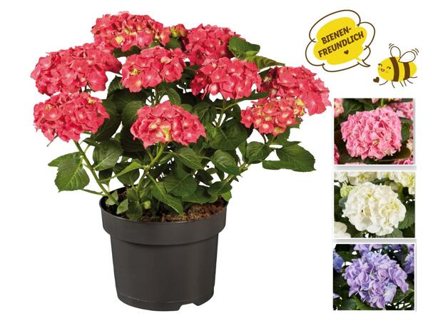 Gartenhortensie (Ball- oder Tellerhortensie)