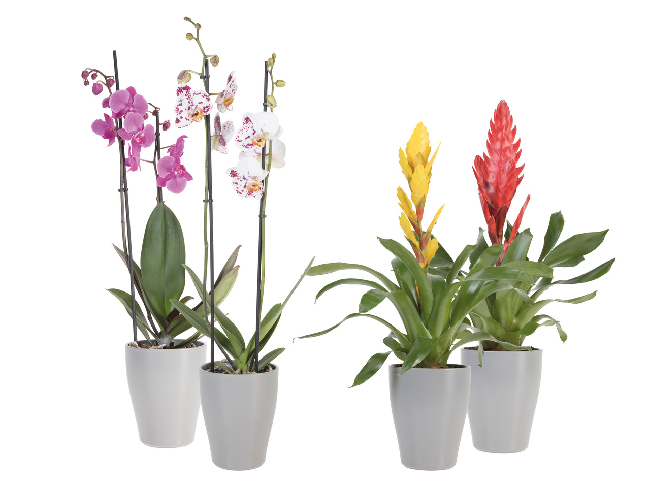 ORKIDÉ ELLER BROMELIA