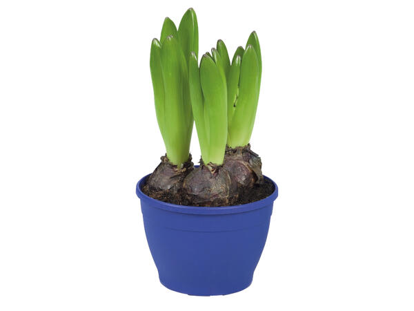 Potted Hyacinth Bulbs