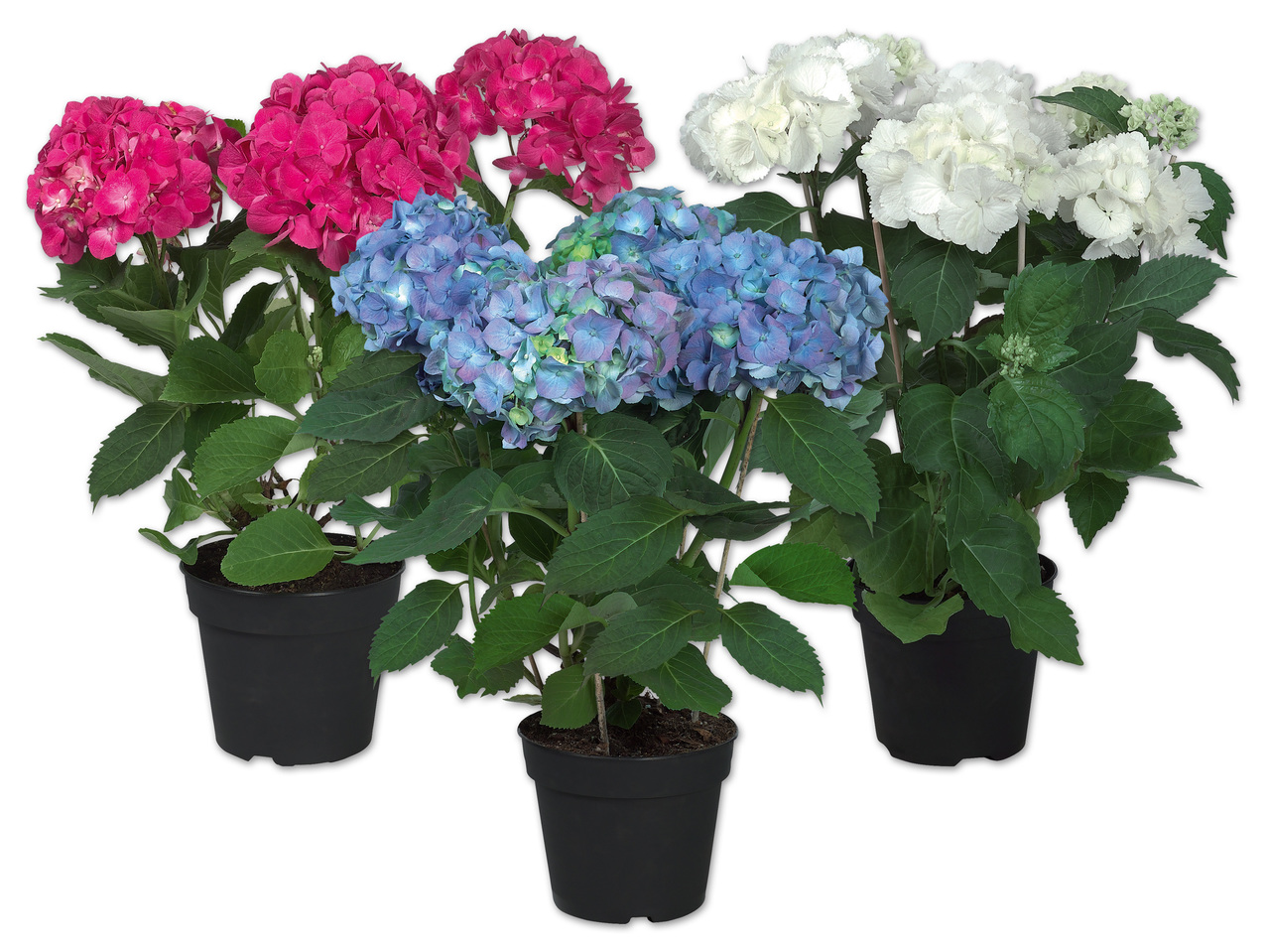 Ballhortensie