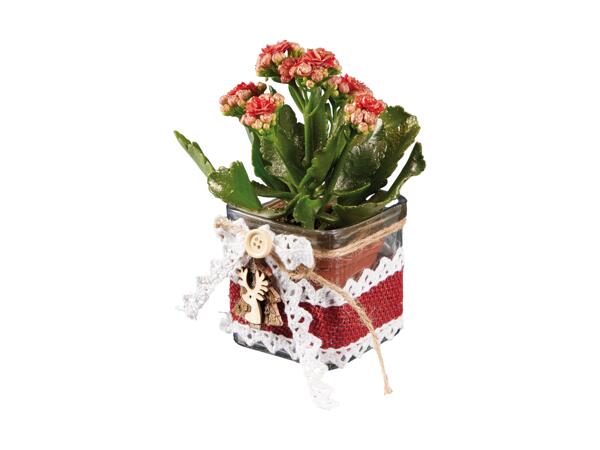 Kalanchoe