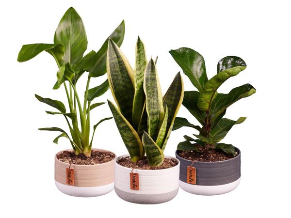 Plants in Ceramic Pot