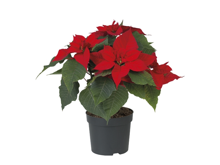 Christmas Poinsettia