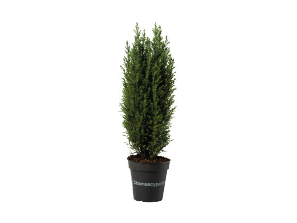Cypres Ellwoodii
