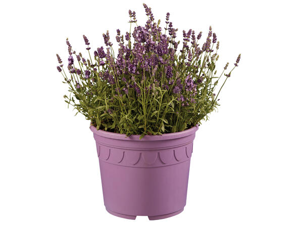 Lavendel angustifolia