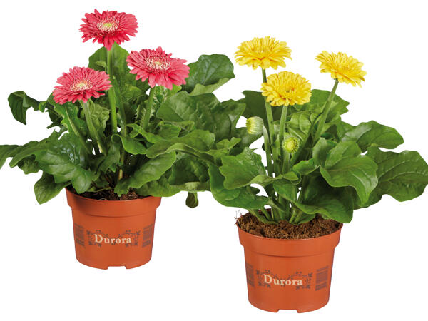 Gerbera In & Outdoor