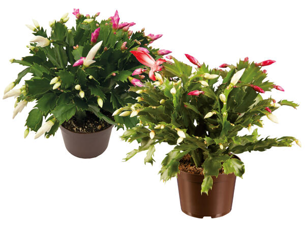 Schlumbergera Duo (Weihnachtskaktus)