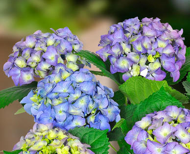 Hortensie