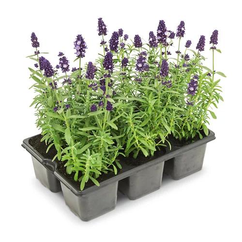 Lavendel