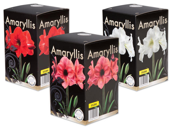 Amaryllis im Schaukarton