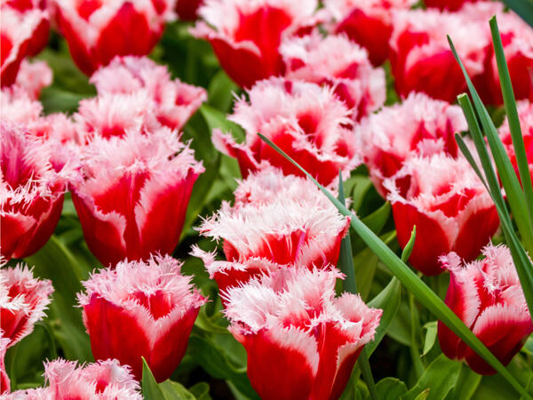 Tulipani sfrangiati