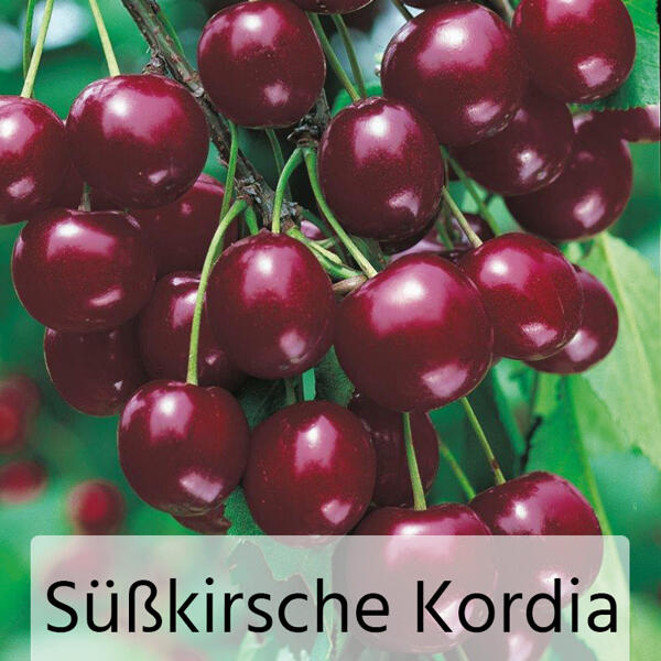 Obstbaum im Jutesack