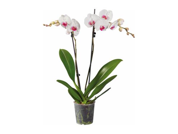 Twin Stem Orchid
