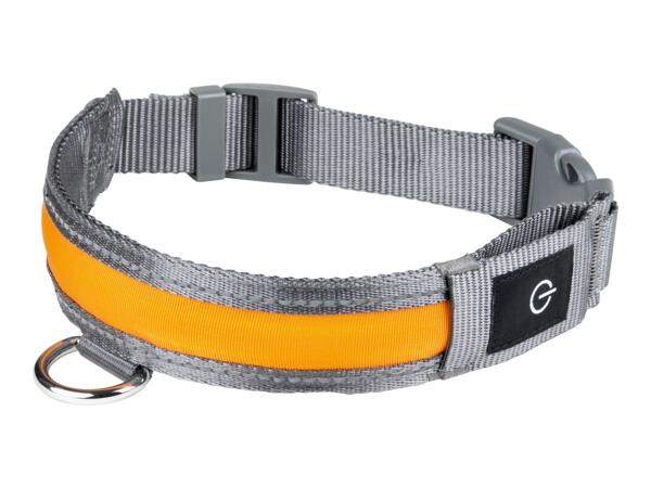Zoofari LED Light-Up Band Dog Collar
