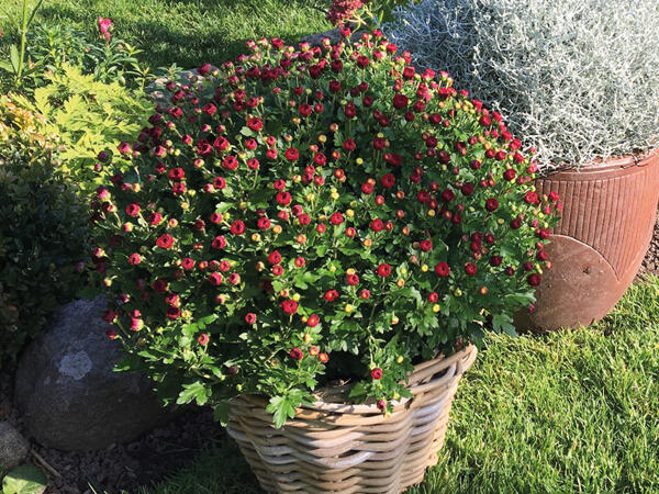 Frilands chrysanthemum