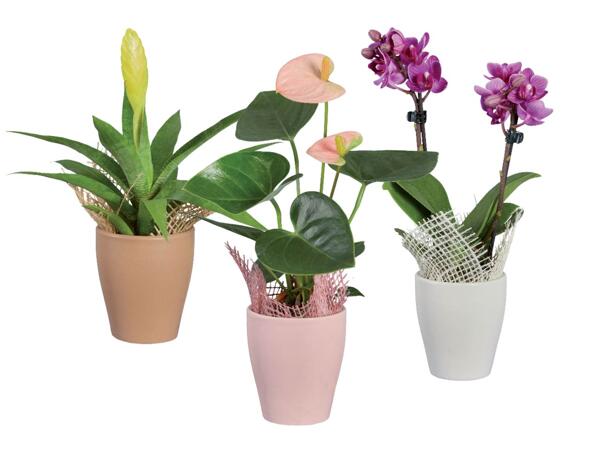 Exotic plants