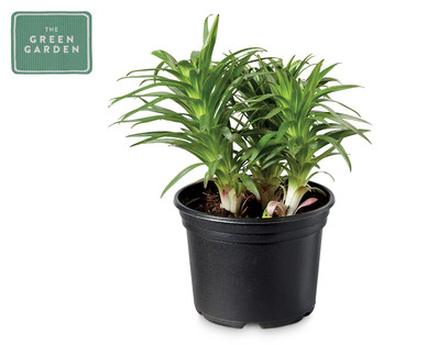 Potted Lilies