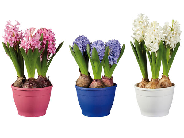 Hyacinths