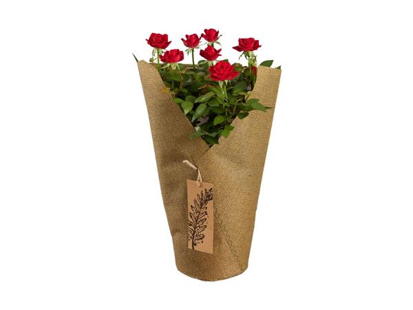 Potted Rose in Sleeve