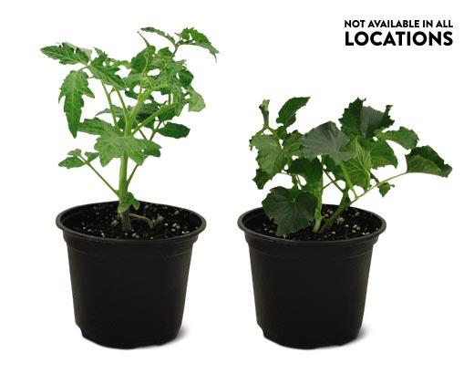 6" Vegetable or Herb Assortment