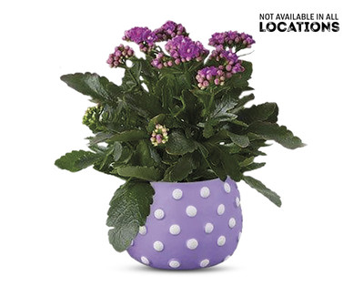 Easter Kalanchoe Assorted Colors