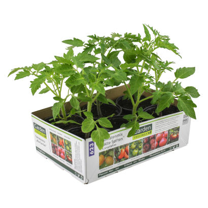 Tomatplanter