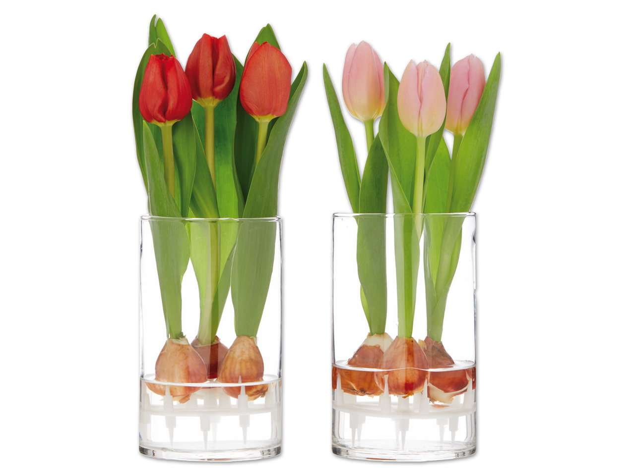 Tulpenzwiebel im Wasserglas