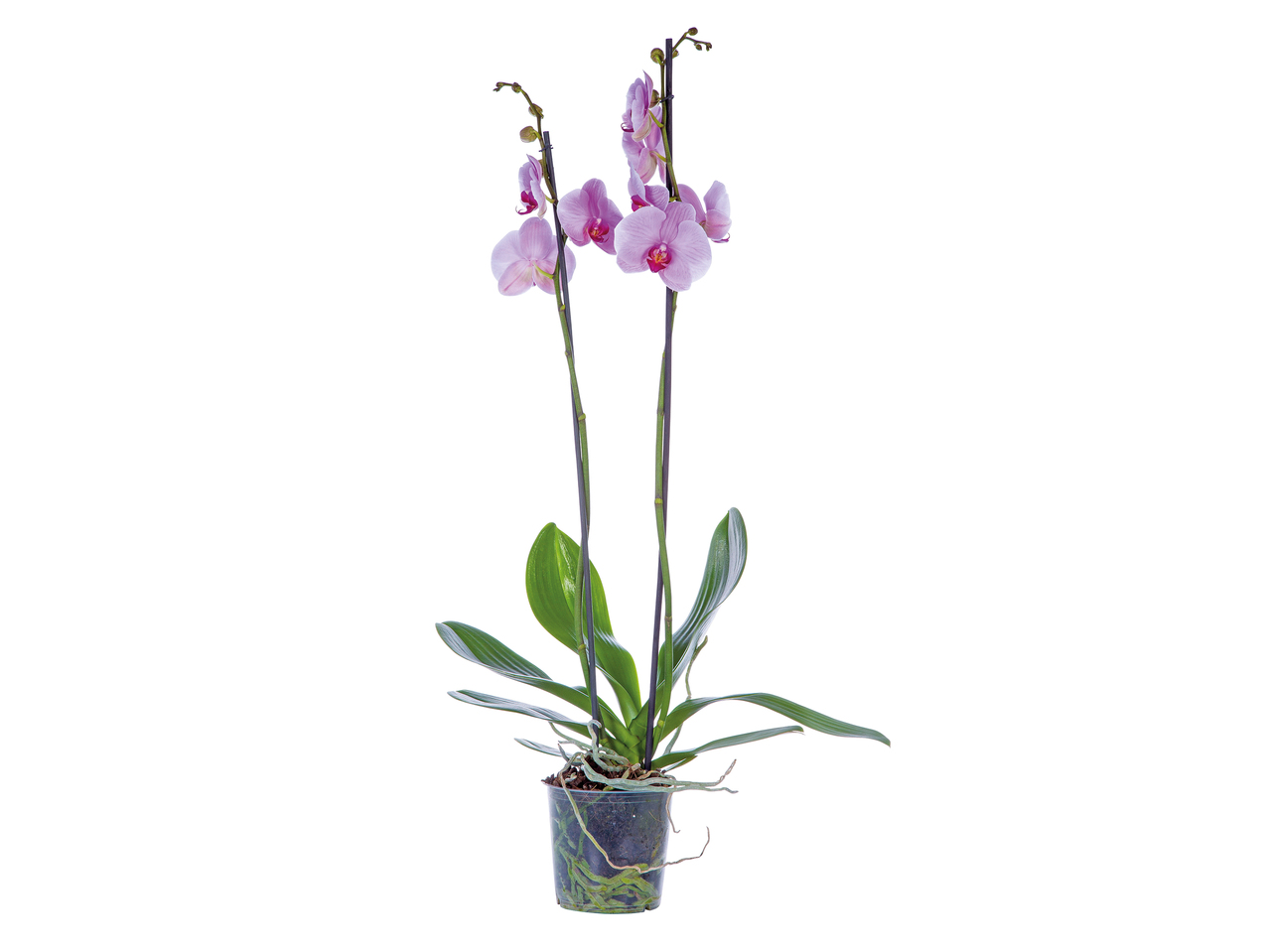 Phalaenopsis Twin Stem Orchid1