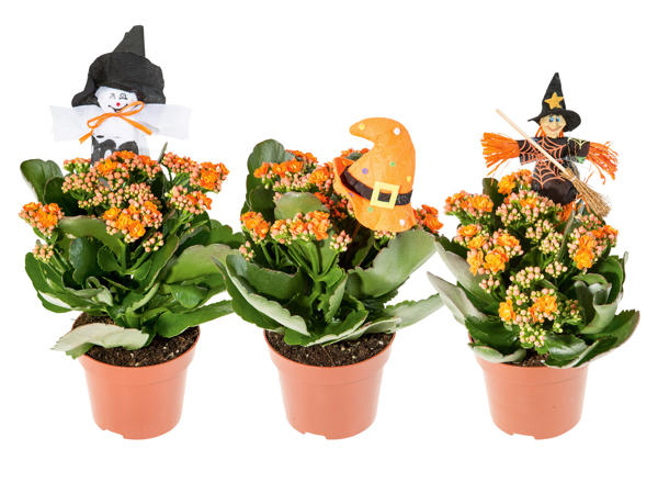 Kalanchoe "Halloween"