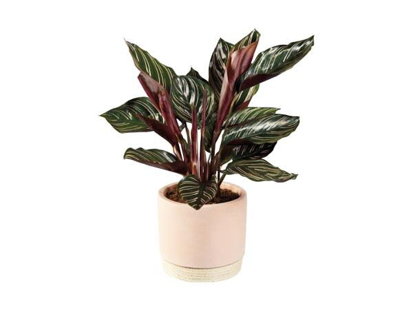 Houseplant in Wood Pot