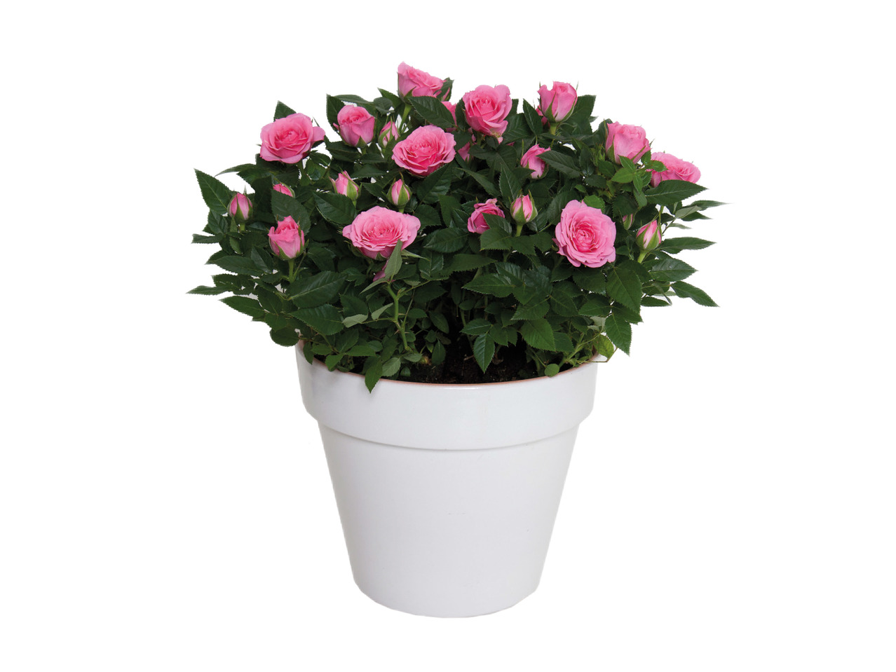 Roses in Terracotta1