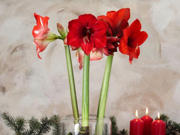 Amaryllis