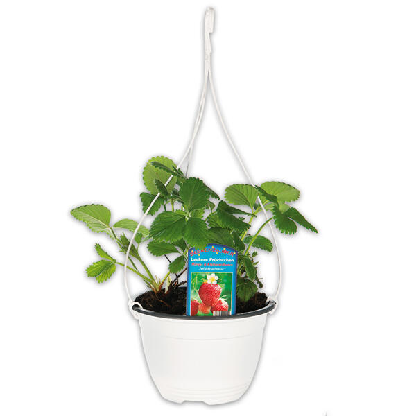 Aroma-Erdbeeren Trio Ampel