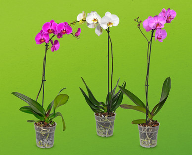 Orchidee