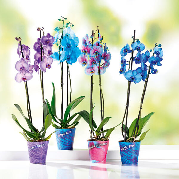 "Wonder Mix" Orchidee