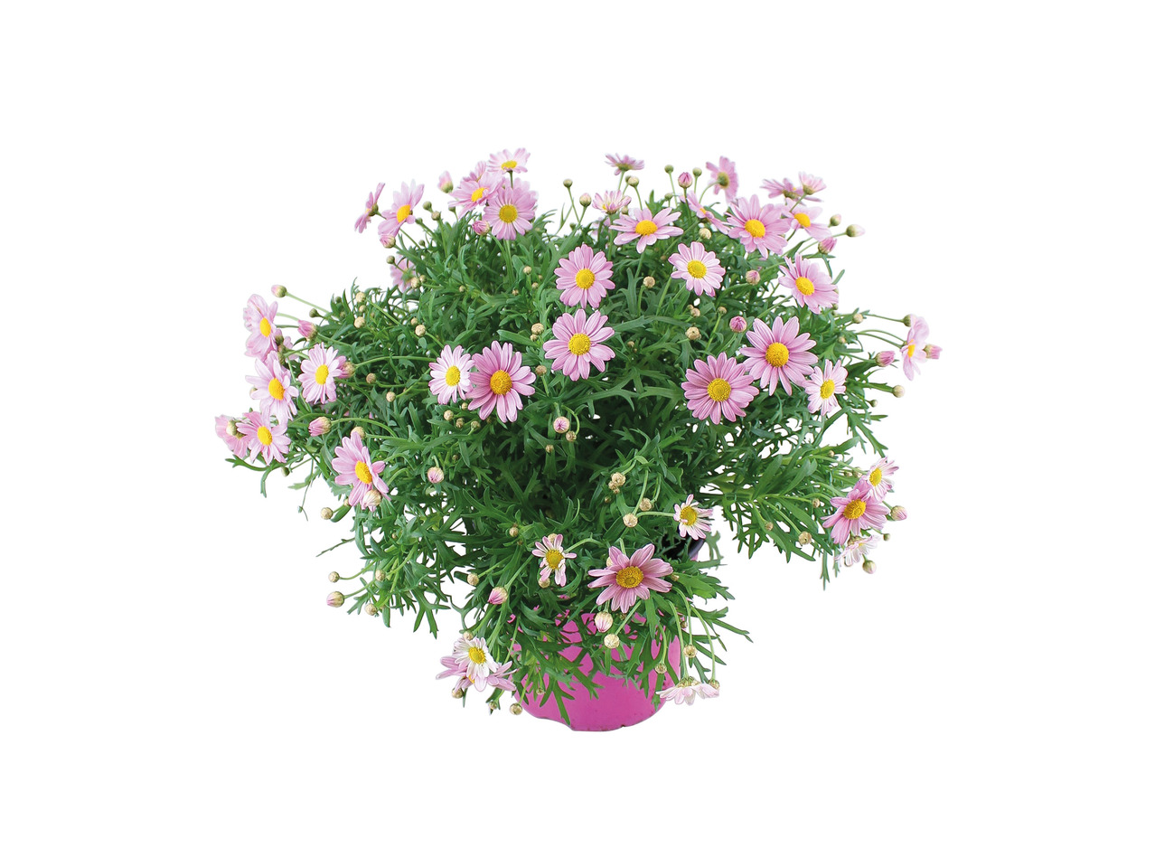 Marguerite Bush1