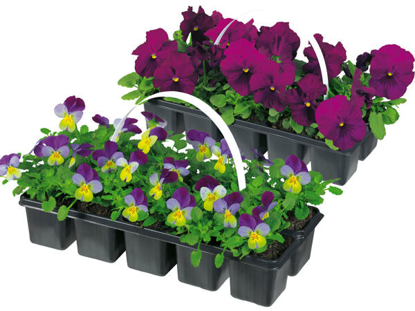 Frühlingsblüher 10er Tray
