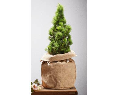 Christmas Tree 200mm